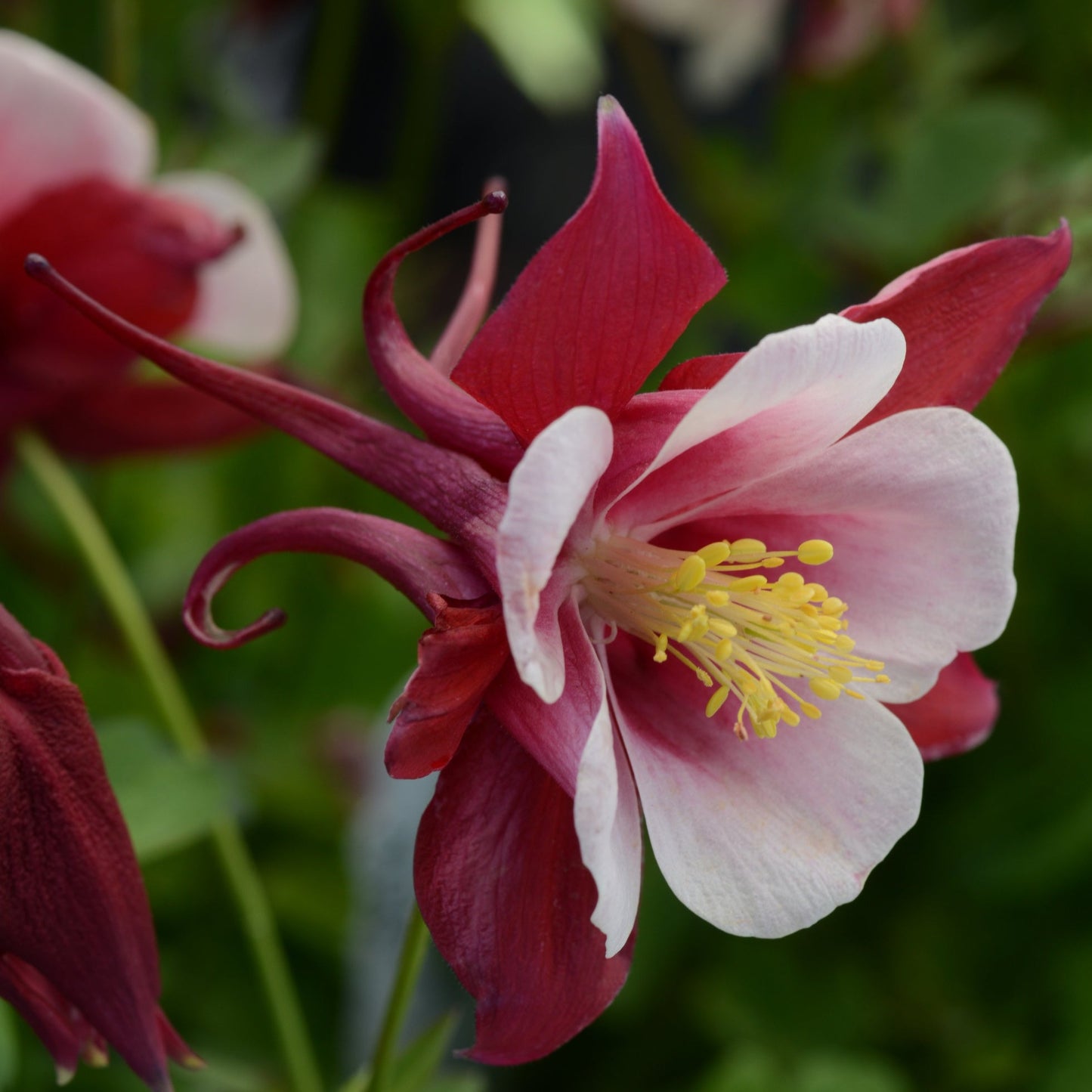 Columbine 'Earlybird™'