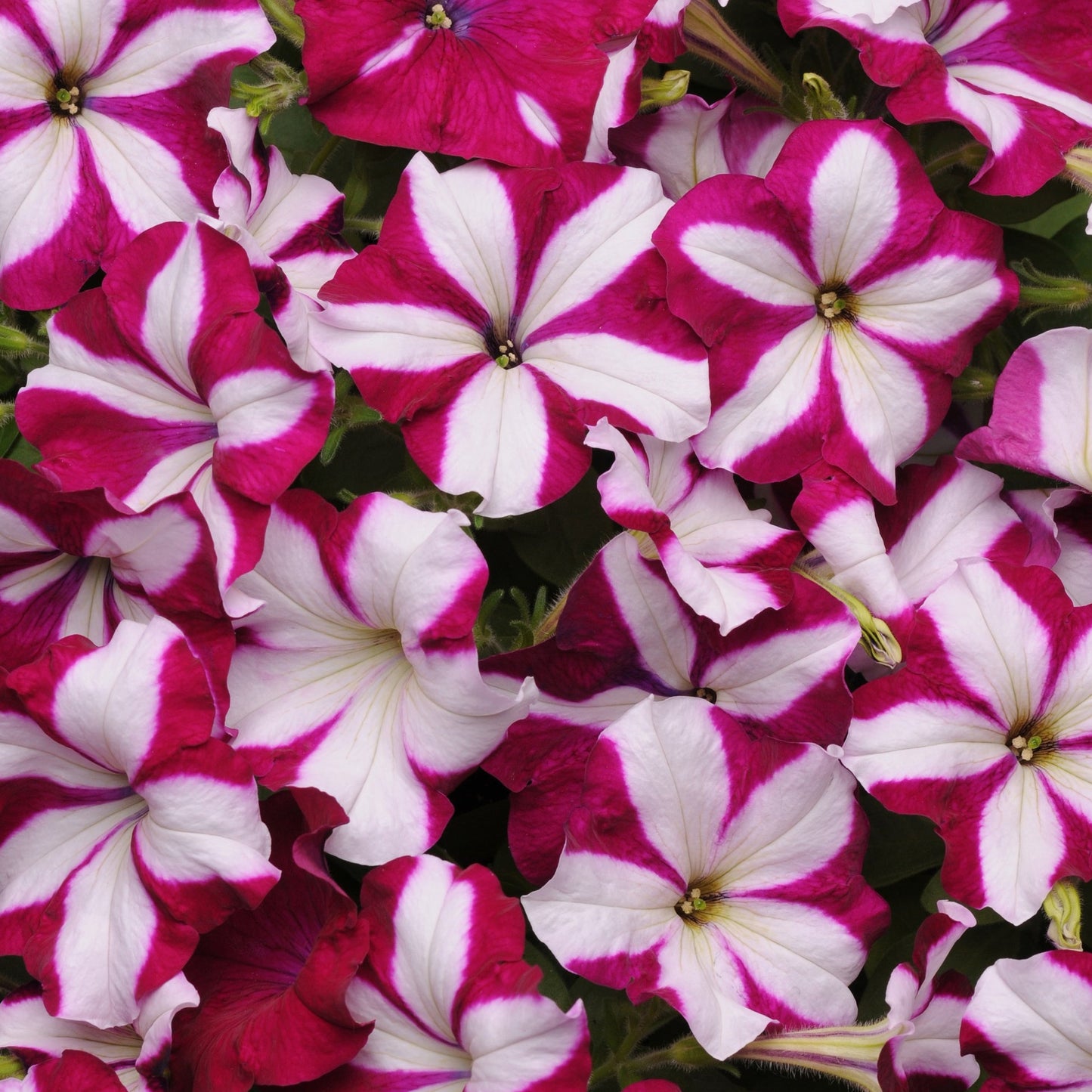 Petunia 'Easy Wave®'