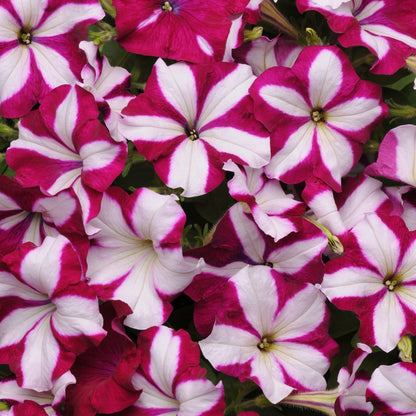 Petunia 'Easy Wave®'
