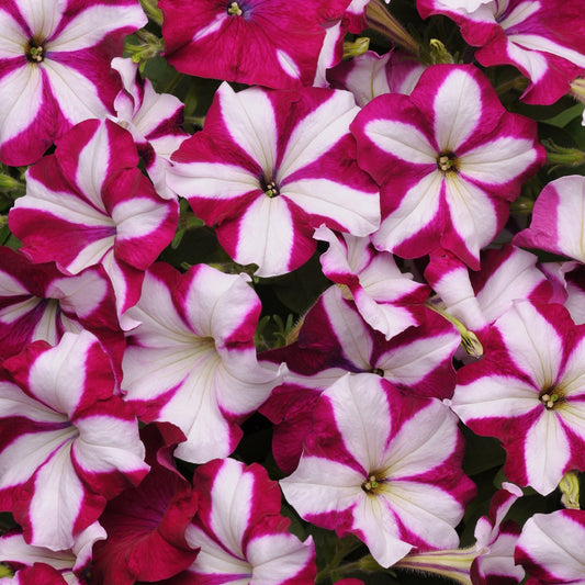 Petunia 'Easy Wave®'