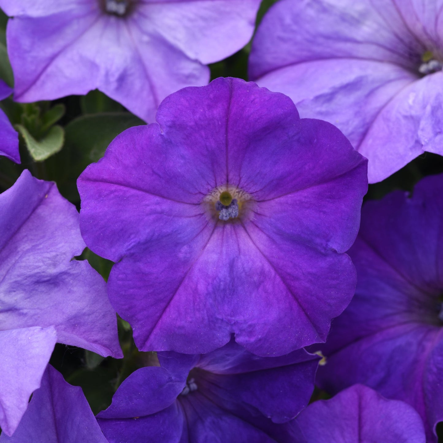 Petunia 'Easy Wave®'