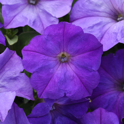 Petunia 'Easy Wave®'