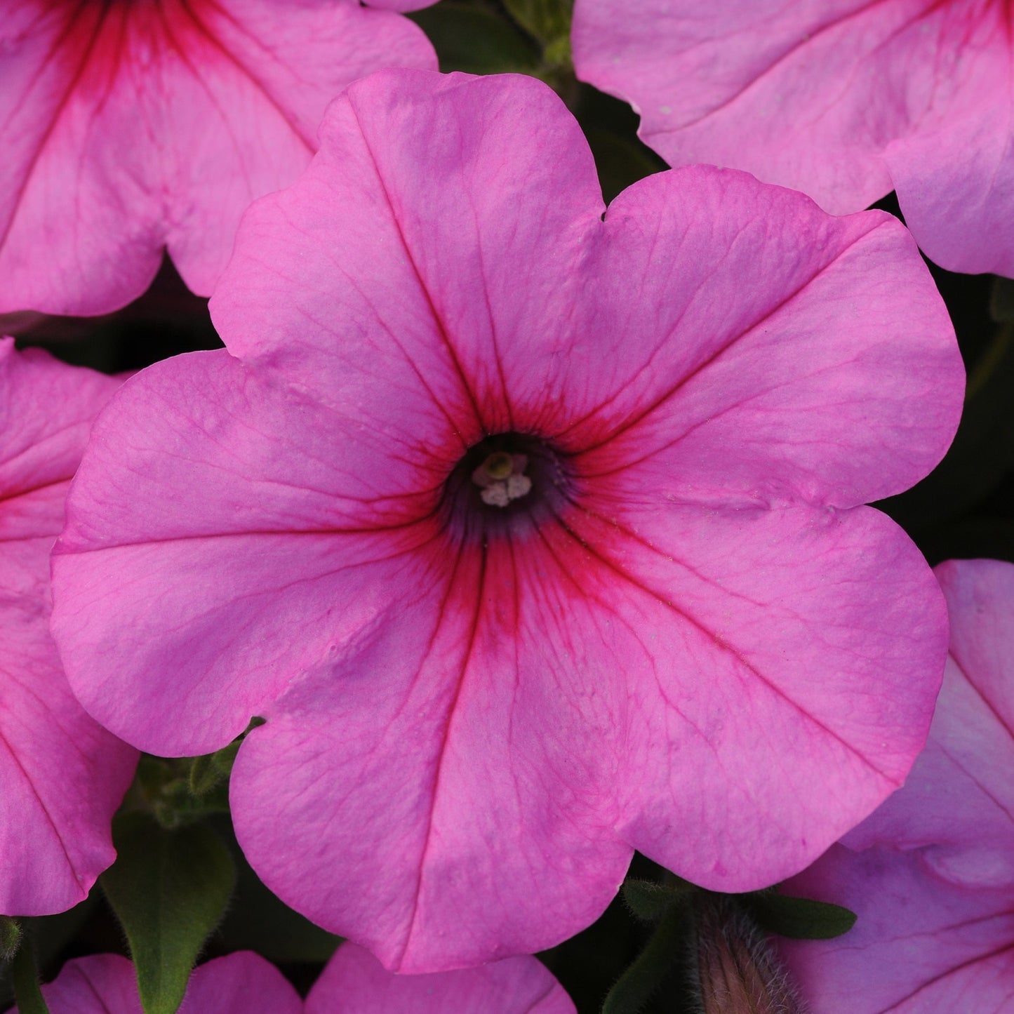 Petunia 'Easy Wave®'