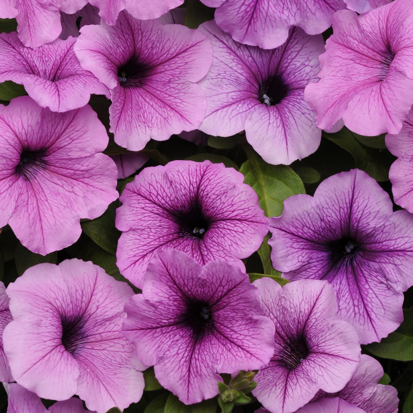 Petunia 'Easy Wave®'