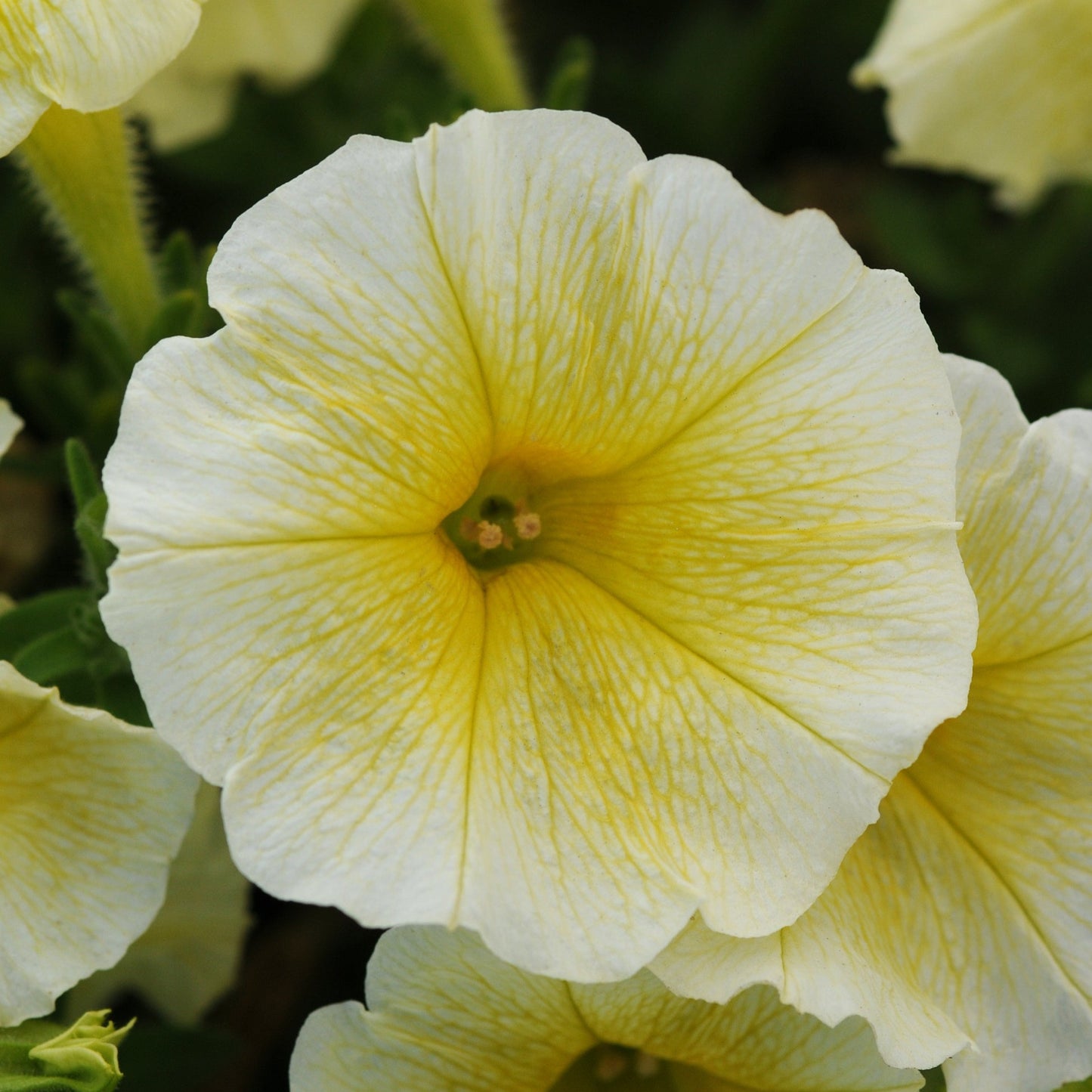 Petunia 'Easy Wave®'