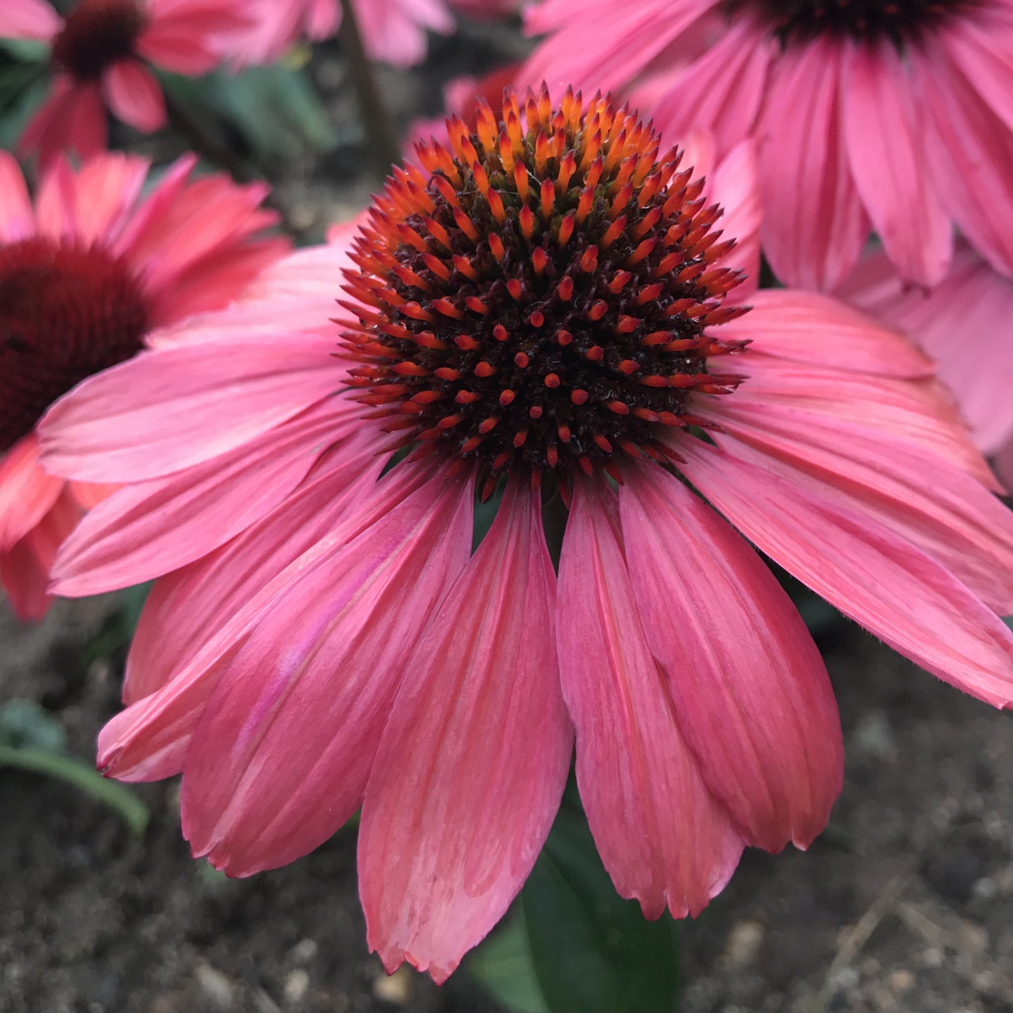 Coneflower 'Eye Catcher' series