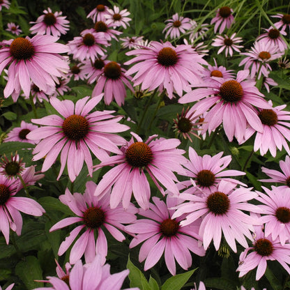 Coneflower