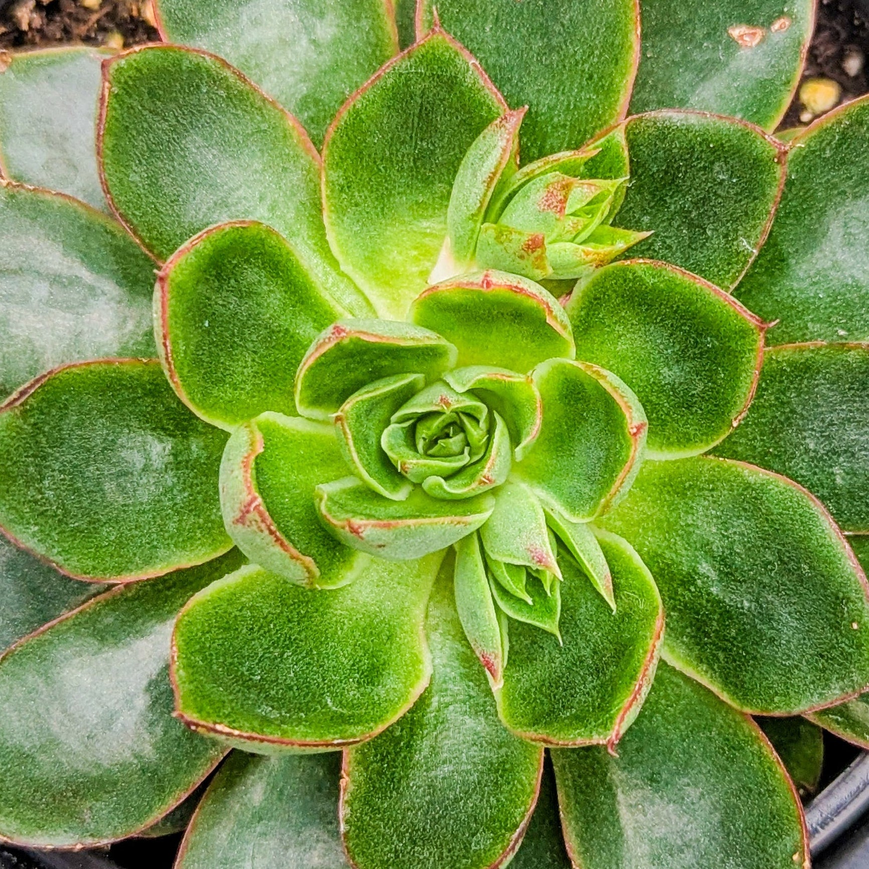 Echeveria 'Alita'