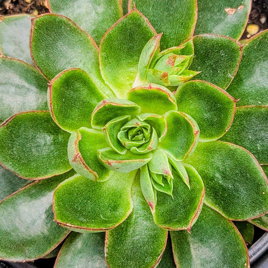 Echeveria 'Alita'