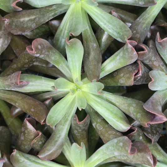 Echeveria 'Dark Vader'