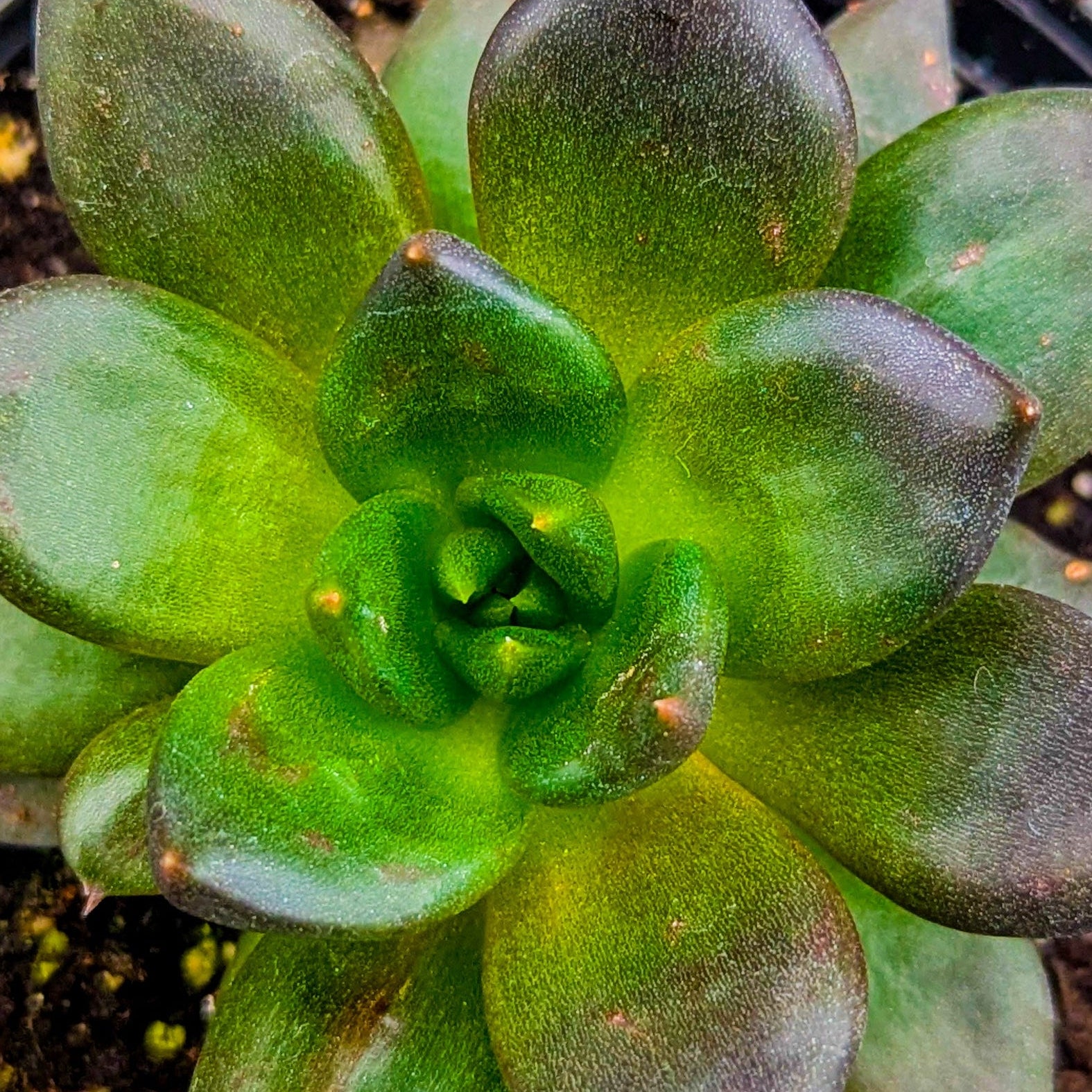 Echeveria ‘Gothika’