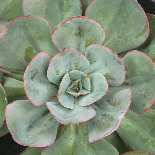 Echeveria Green Pacific