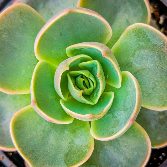 Echeveria 'Lotus Spoons'