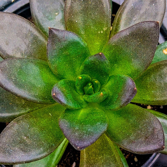Echeveria 'New Black'