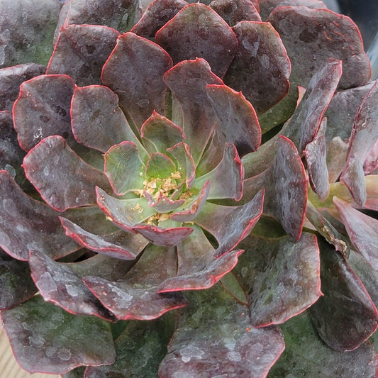 Echeveria 'Red Prince'