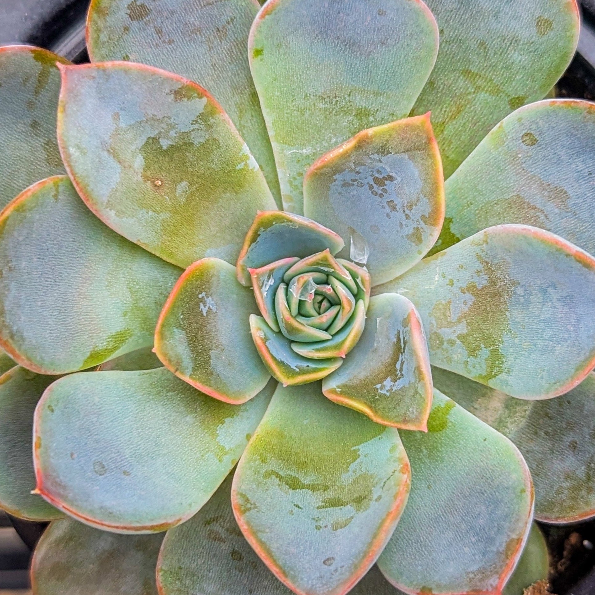 Echeveria ‘Dama Rosa’