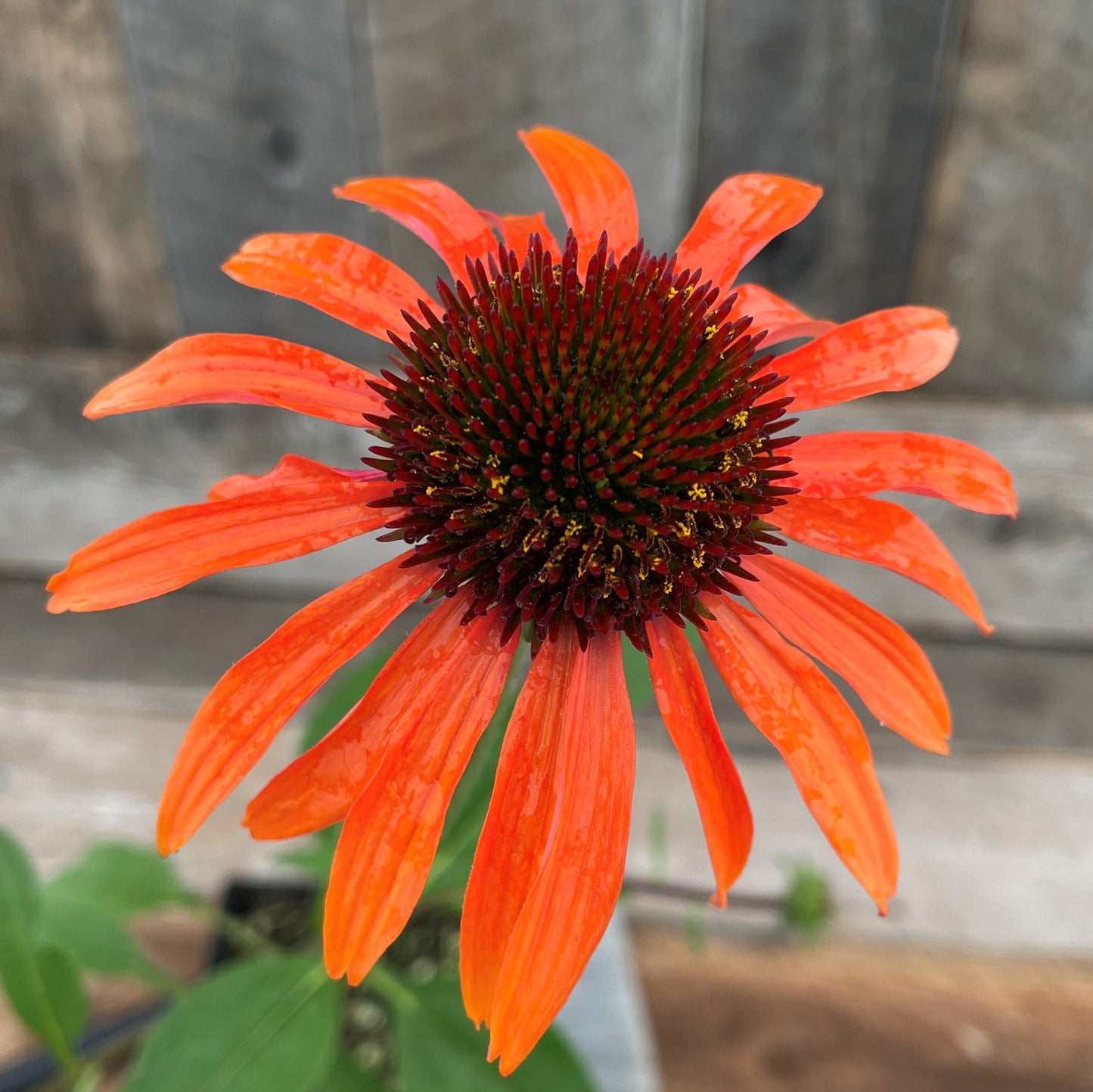 Coneflower