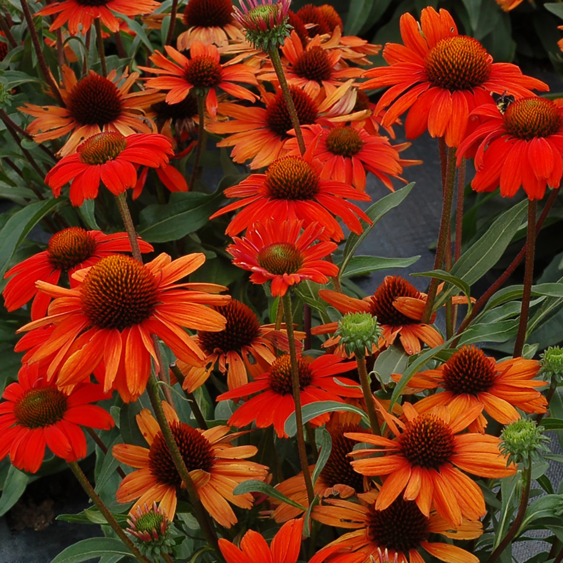 Coneflower 'KISMET®'