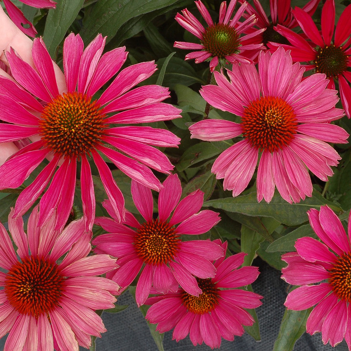 Coneflower 'KISMET®'