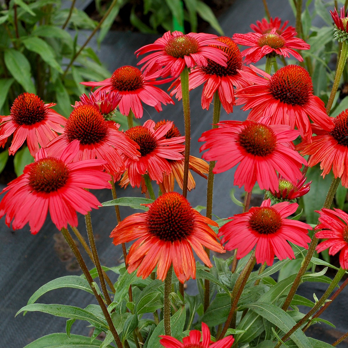 Coneflower 'KISMET®'