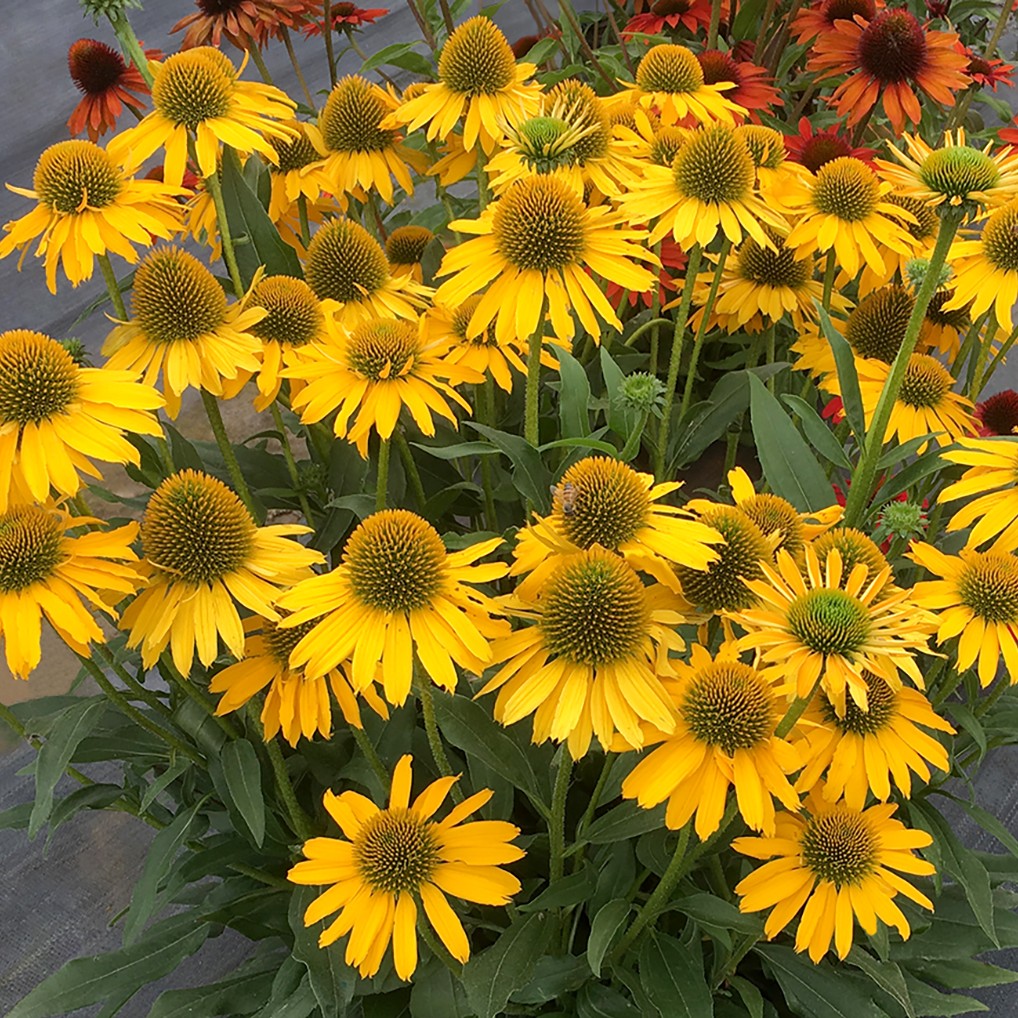 Coneflower 'KISMET®'