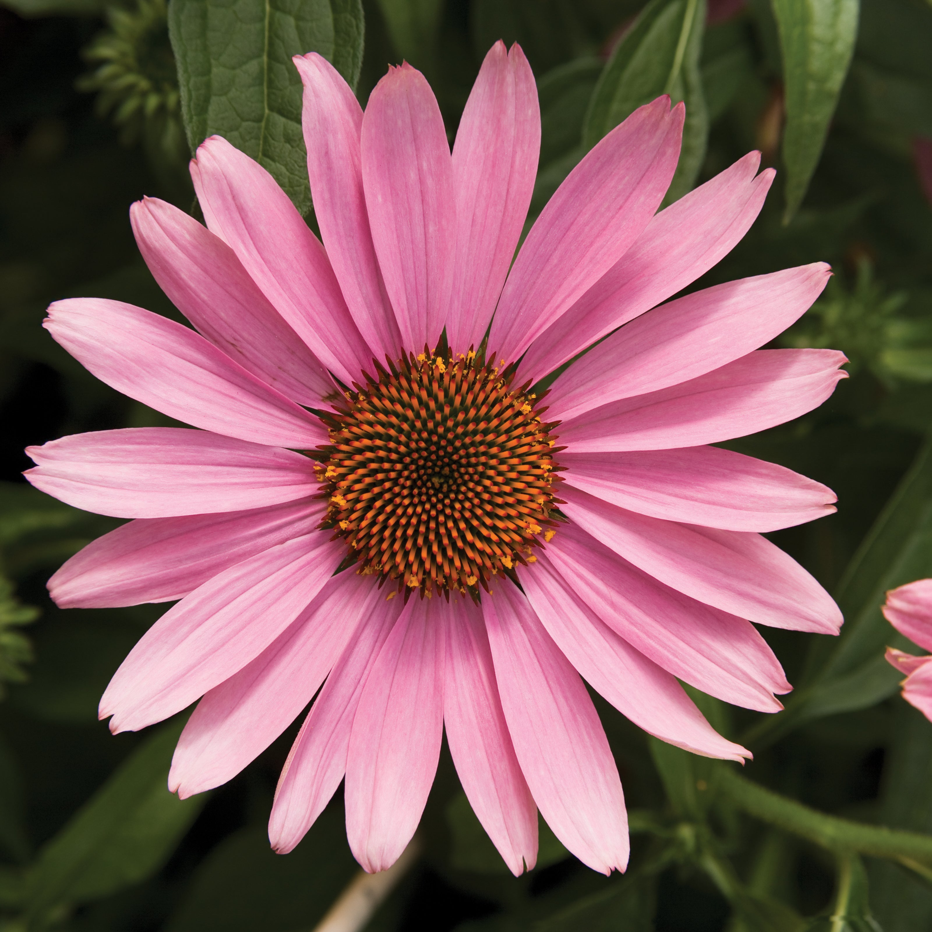 Coneflower 'Prairie Splendor™'