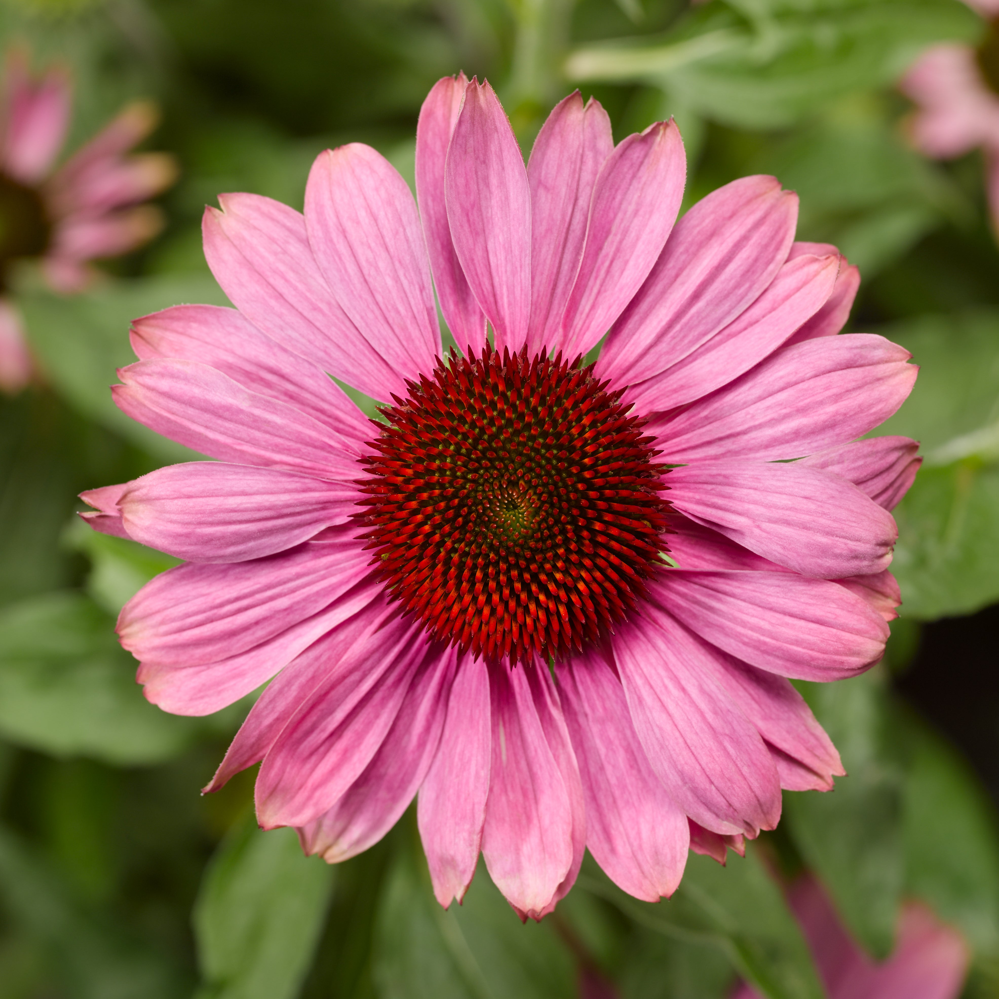 Coneflower 'Prairie Splendor™'