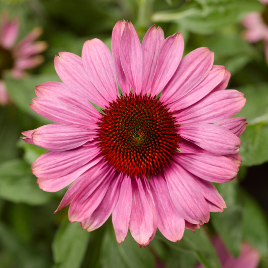 Coneflower 'Prairie Splendor™'