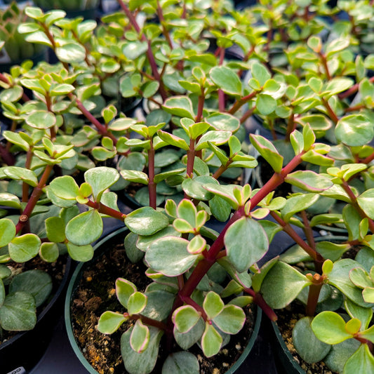Midstripe Rainbow Bush