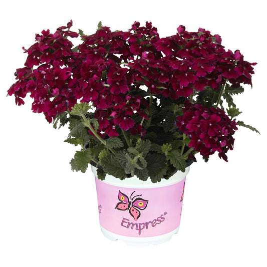 Verbena 'Empress Flair'
