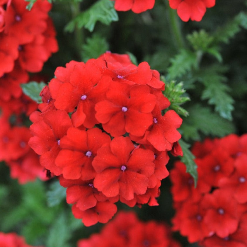Verbena 'Empress Flair'