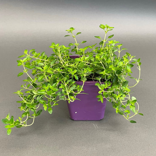 Thyme 'English'