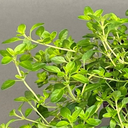 Thyme 'English'