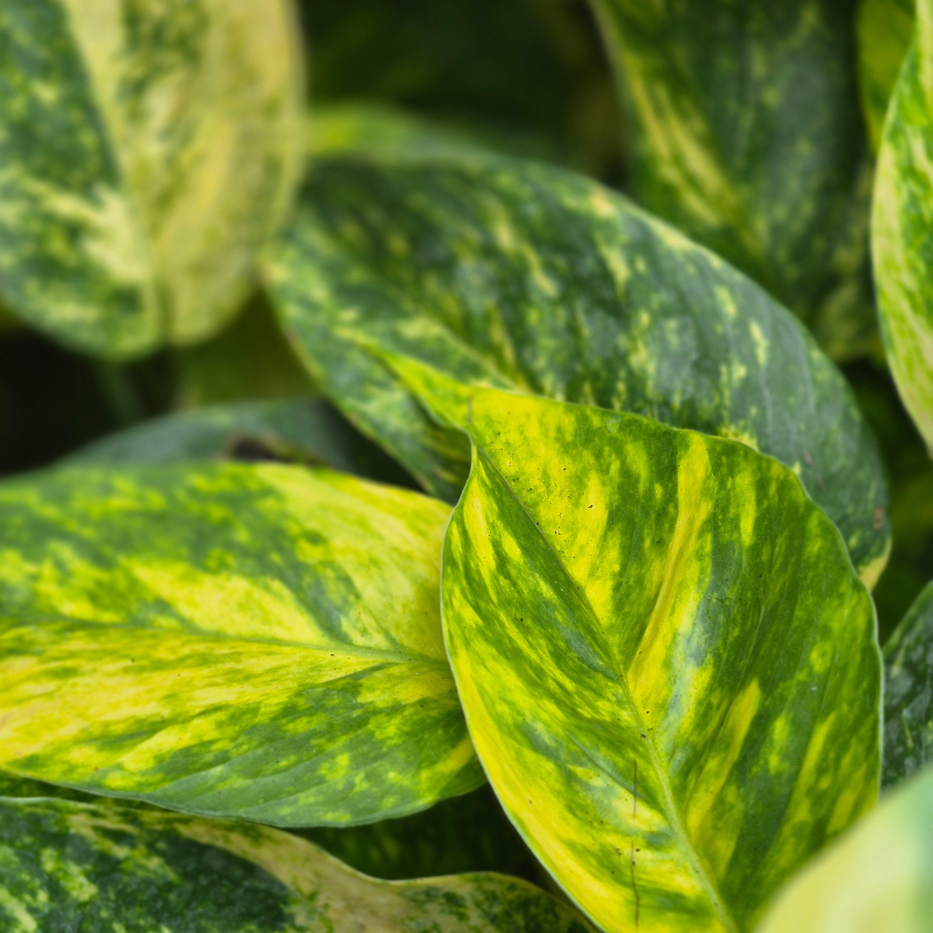 Epipremnum 'Yellow Flame'