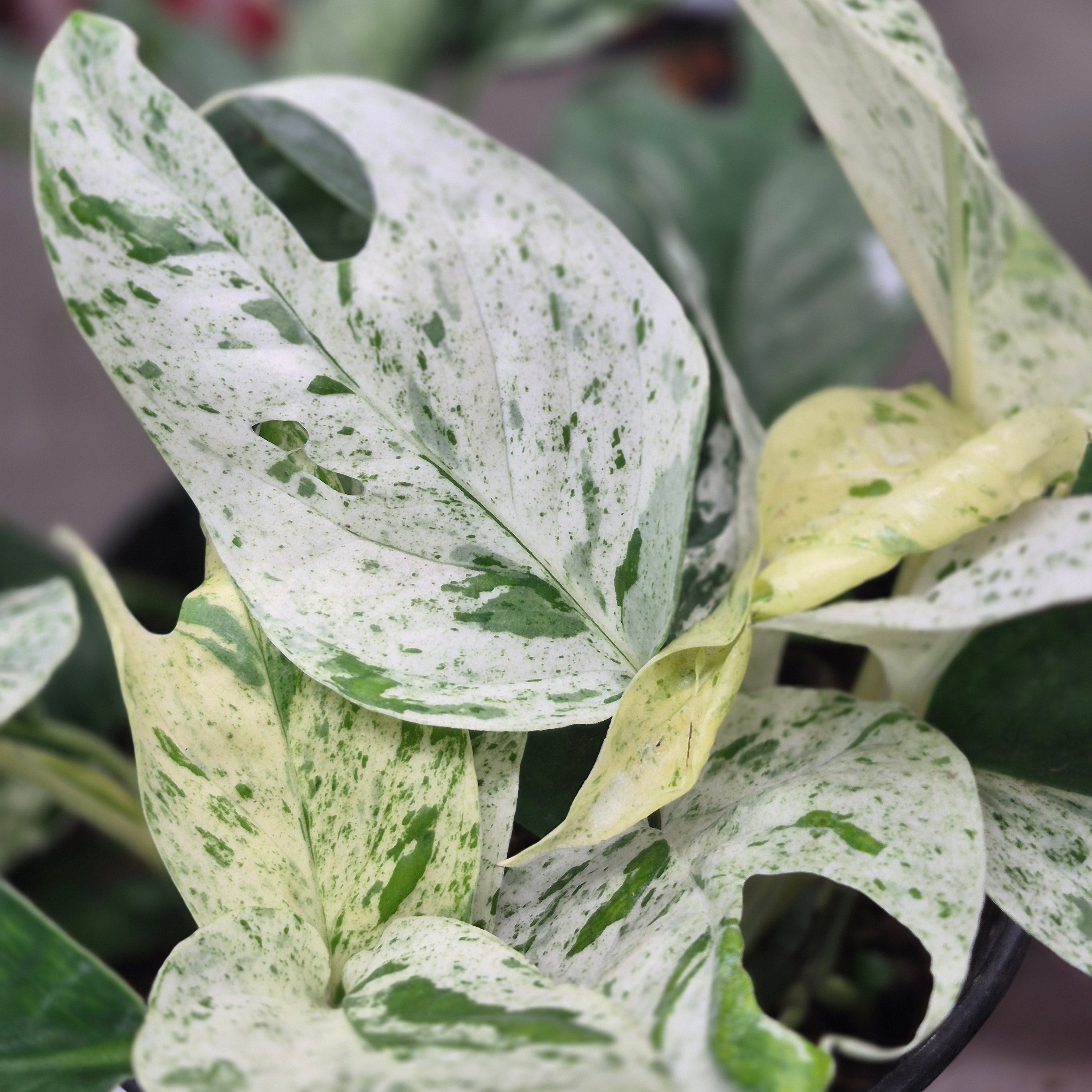 Epipremnum 'Thai Marble'