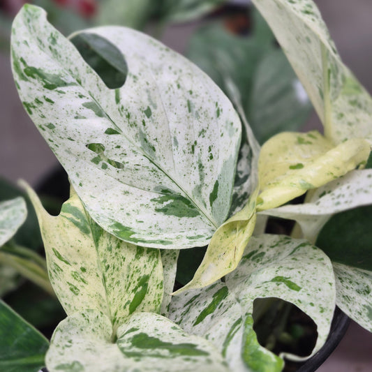 Epipremnum Thai Marble