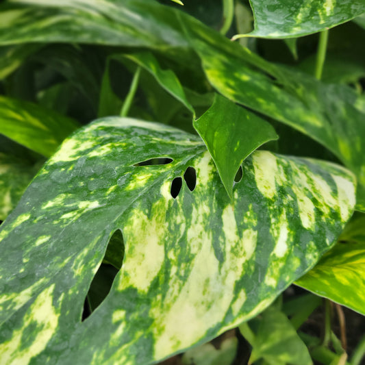 Pothos 'Yellow Sunrise'