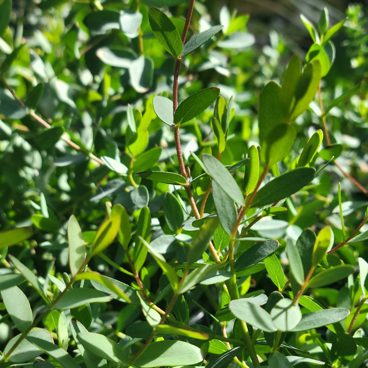 Eucalyptus
