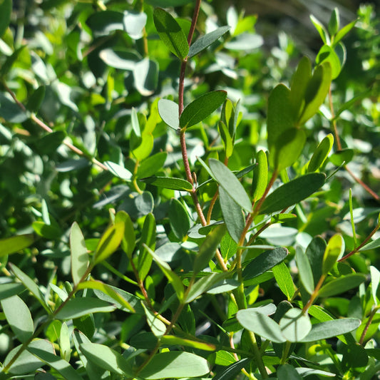Eucalyptus