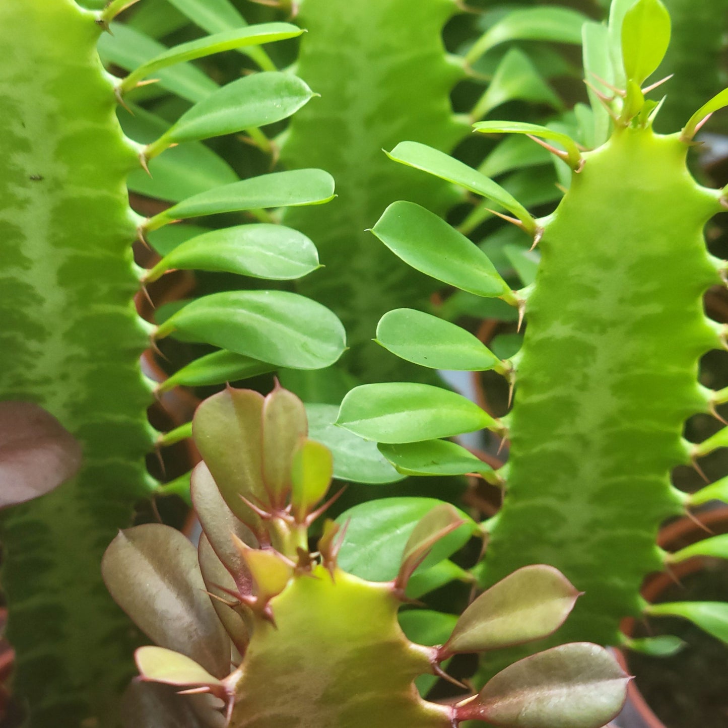Euphorbia 'African Milk Tree'