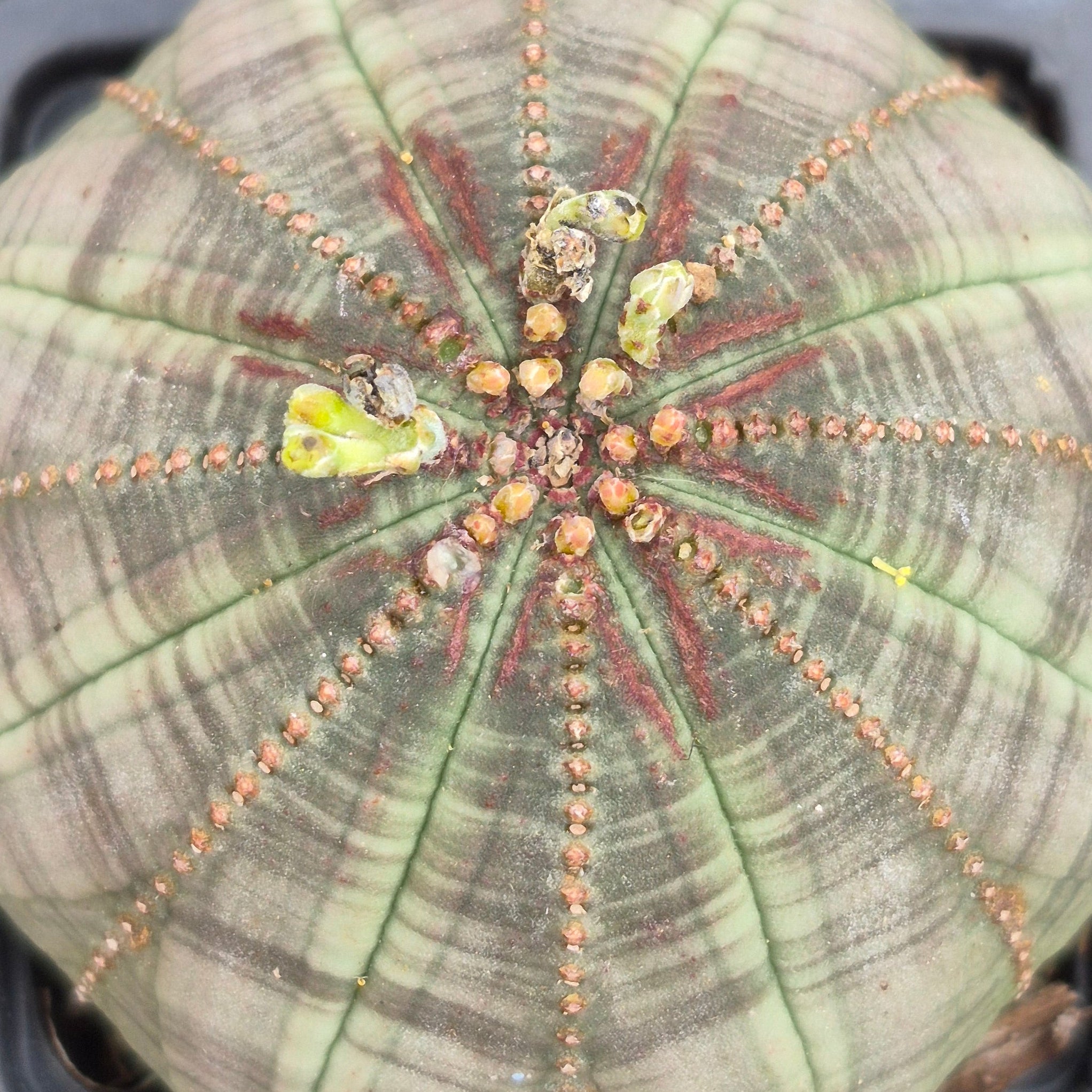 Euphorbia Obesa