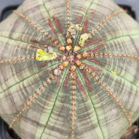 Euphorbia Obesa