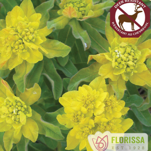 Flowering Spurge