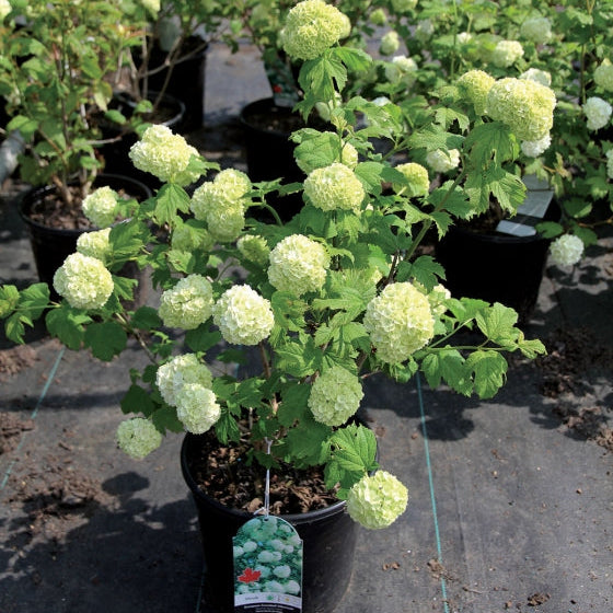 Viburnum 'European Snowball'