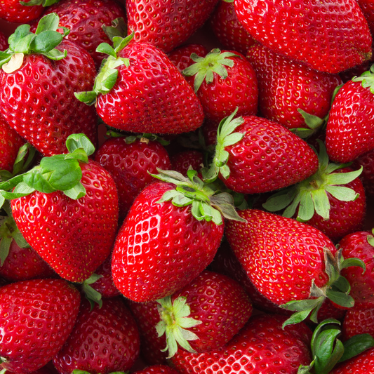 Everbearing Strawberry 'Beltran'