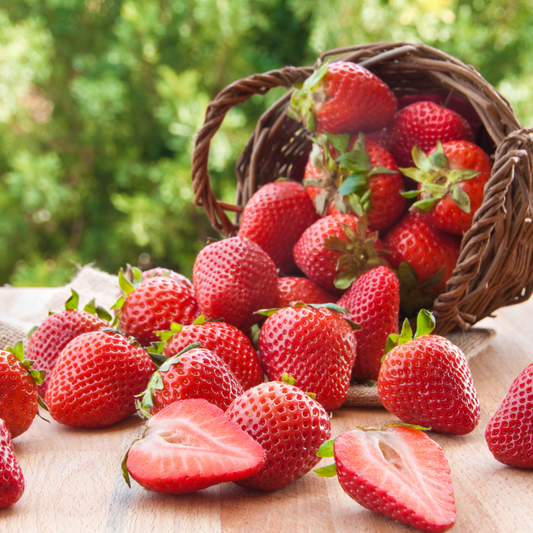 Everbearing Strawberry 'Delizz'