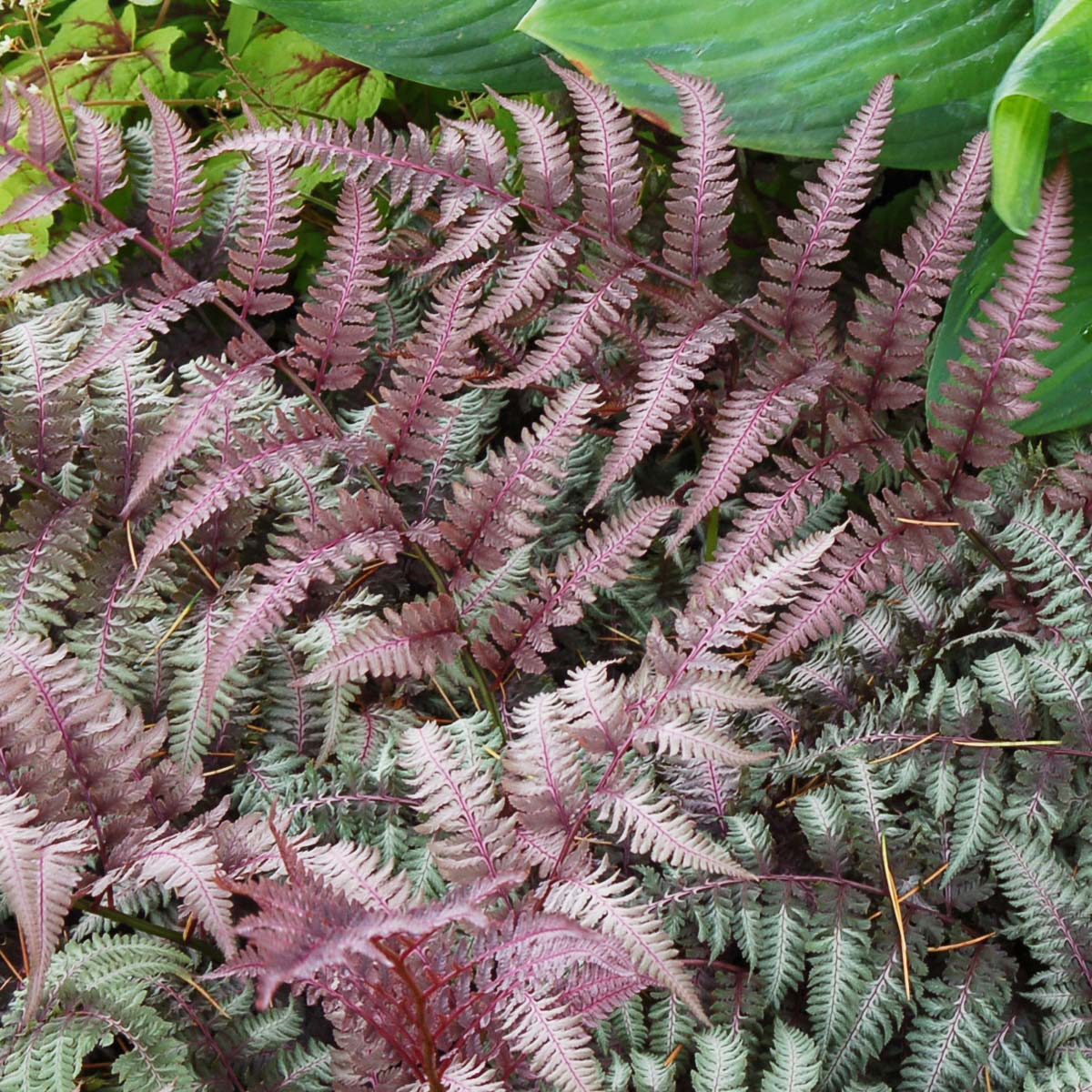 Japanese Painted Fern