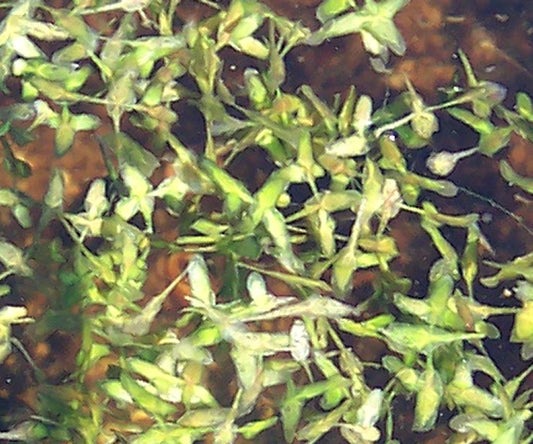 Ivy-Leaved Duckweed