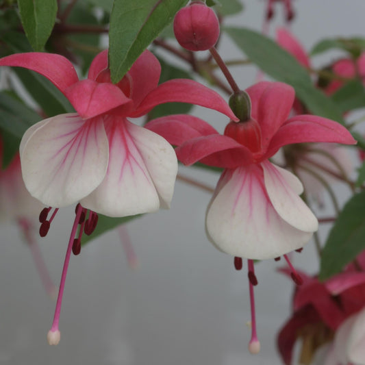 Fuchsia 'Arêtes' Upright
