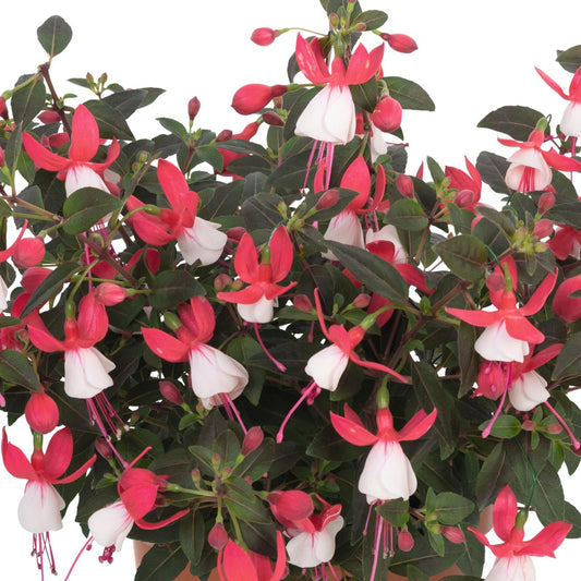 Fuchsia 'Ballerina'